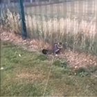Do cat screams count too?