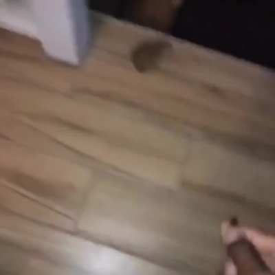 Feeding a toad as he passes through