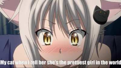 Never forget to compliment your Nekogirls