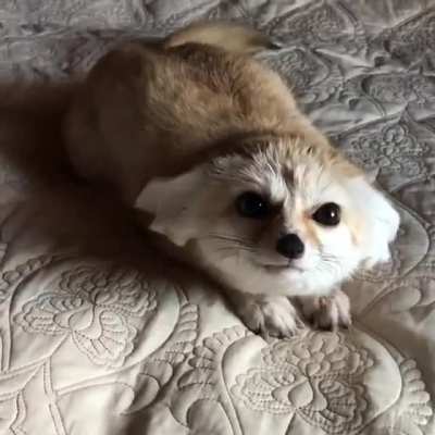 Лиса заводится (звук)