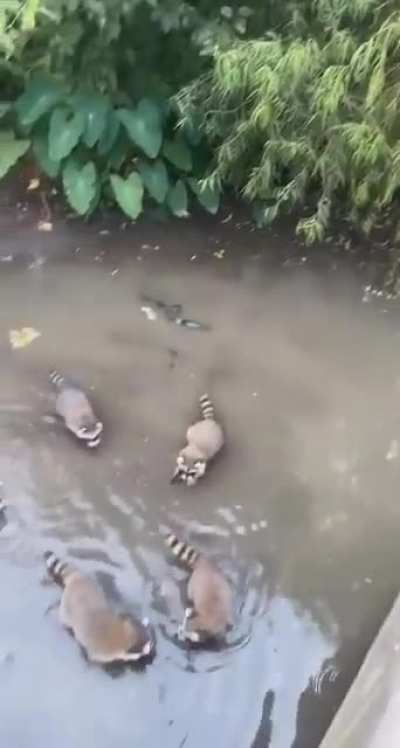 Feeding the fish