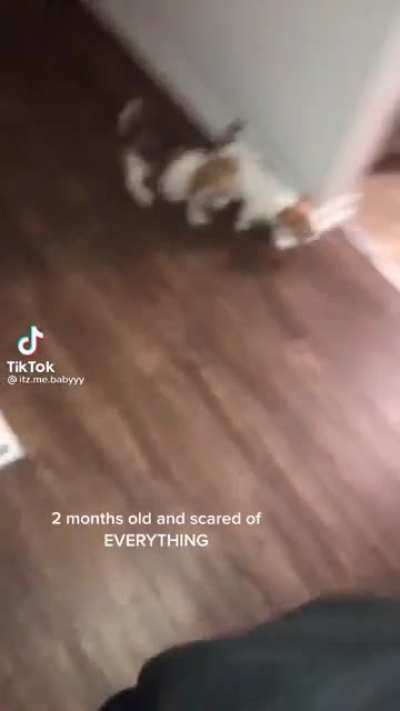 Poor puppies
