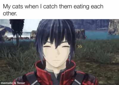 Having Cats be like this…