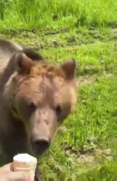 Bear