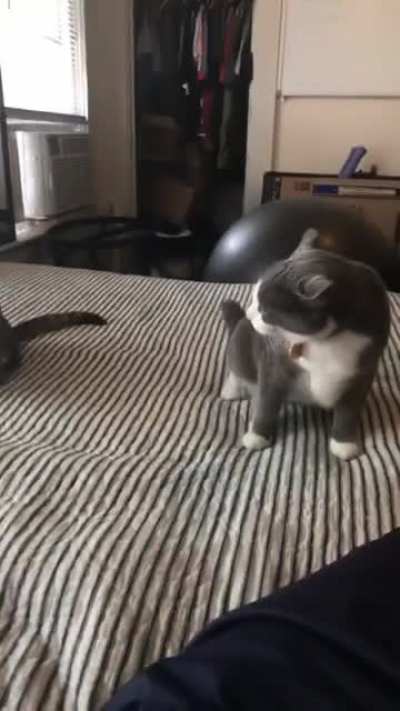 scaredy cat