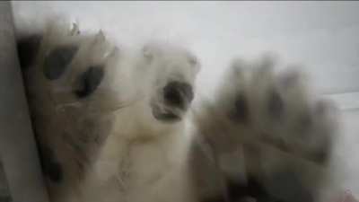 His assignment was to film polar bears for the BBC.