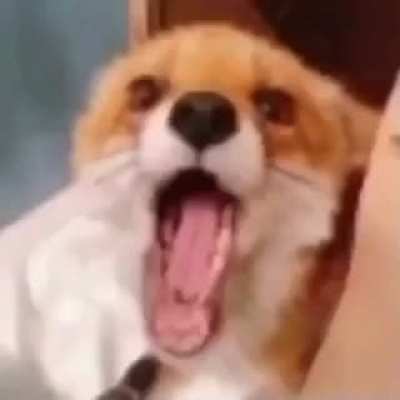 furry_irl