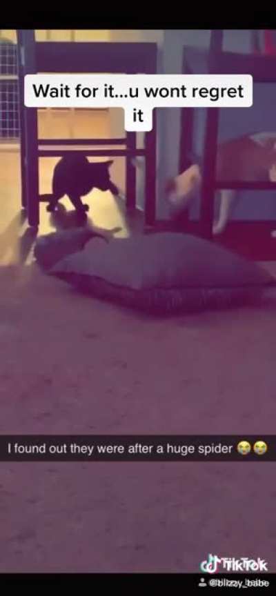 Curious cat and dog