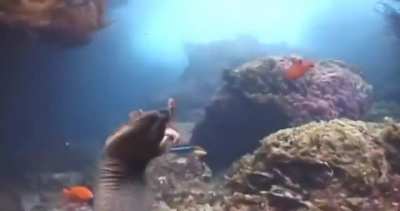 An Octopus riding an Eel to avoid being eaten.