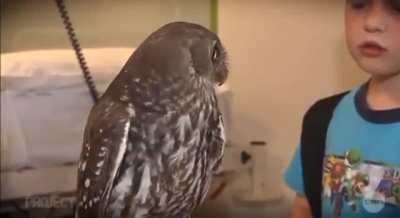 Calm Owl