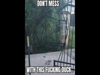 Sussy Ducky