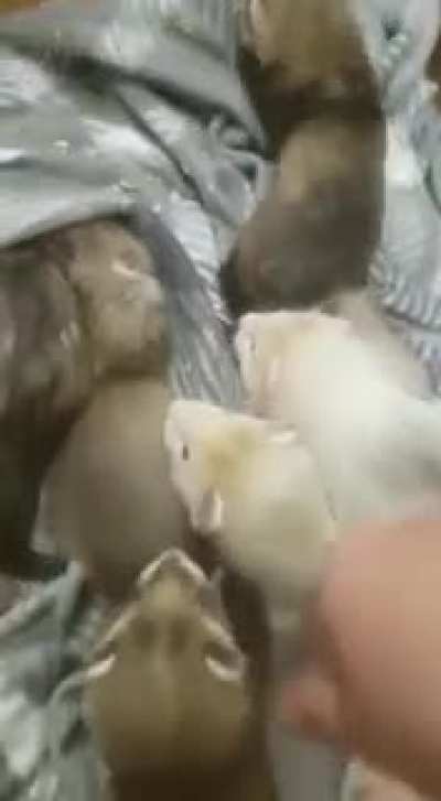 Babies