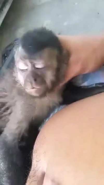 Mimindo