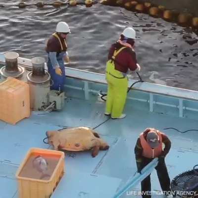 Japanese Fishermen in Taiji Caught Kicking and Abusing Endangered Turtle -- local authorities say they won't do anything, so hoping this gets some international attention.