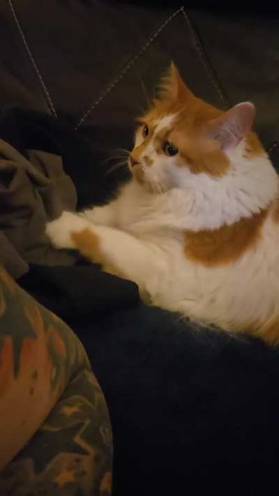 Orange biscuits