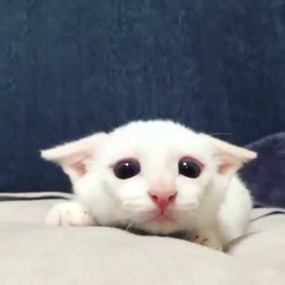 With the auto-airplane ears