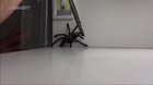How to catch a spider