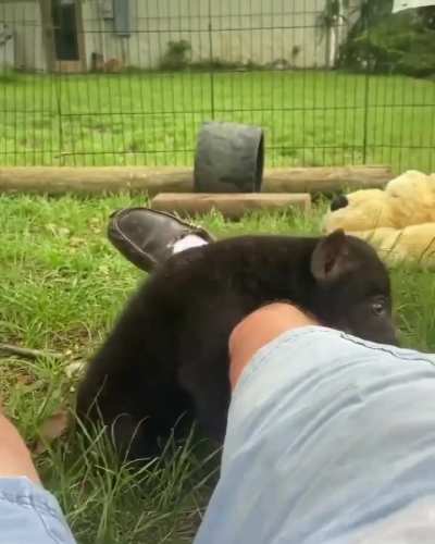 Happy Hyena Cub
