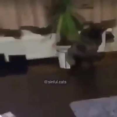 Gatos Jojo's
