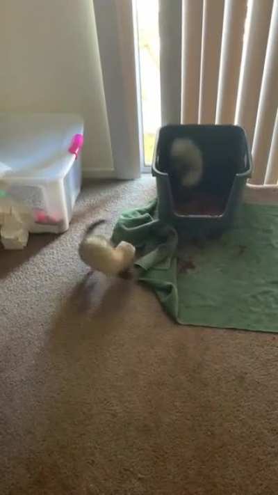 FRESH DIG BOX EXCITEMENT OVERLOAD
