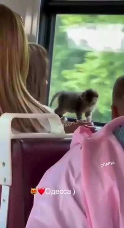 The bus