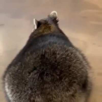 Here is my doggo .. oh wait!