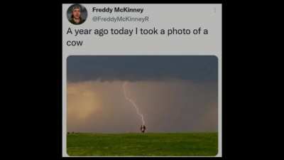 I am the cow that is approaching