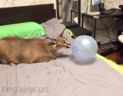 Pop!