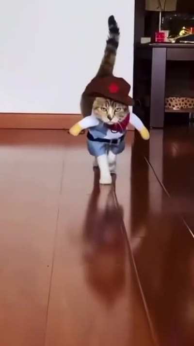 Cute Cat 🐈
