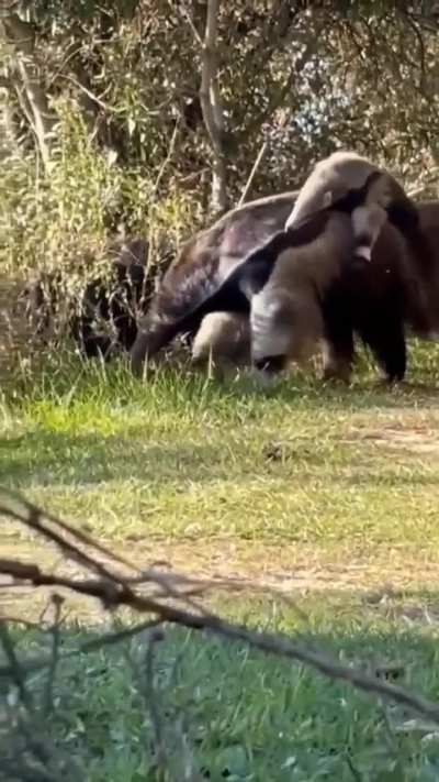 Esteros del Iberá, mamá yurumí con su bebé montado en el lomo