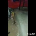 Rinha de rato ao som de link parque fodase