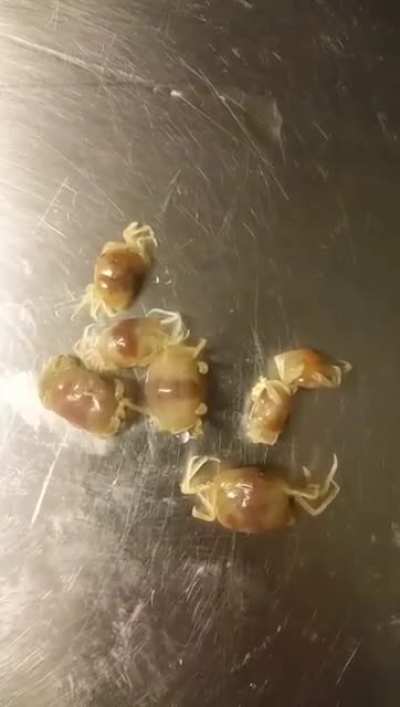 You can indeed find crabs in oysters! Here's some we found, in a shipment our restaurant got a few years ago.