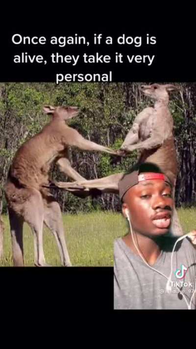Holy shit I used to like kangaroos
