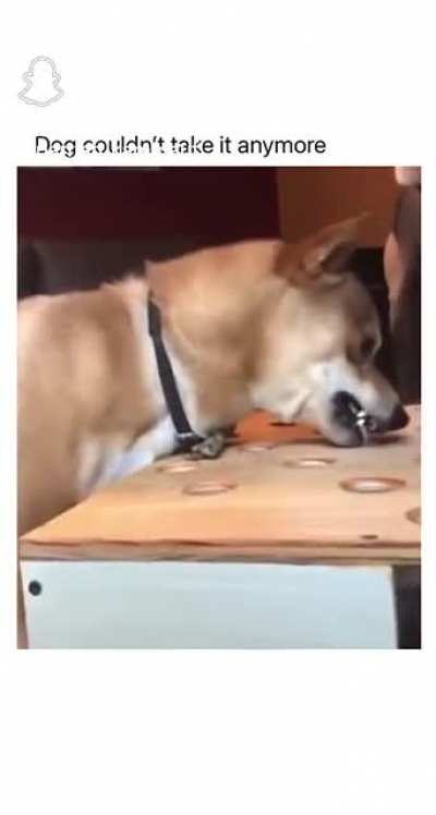 angry dog