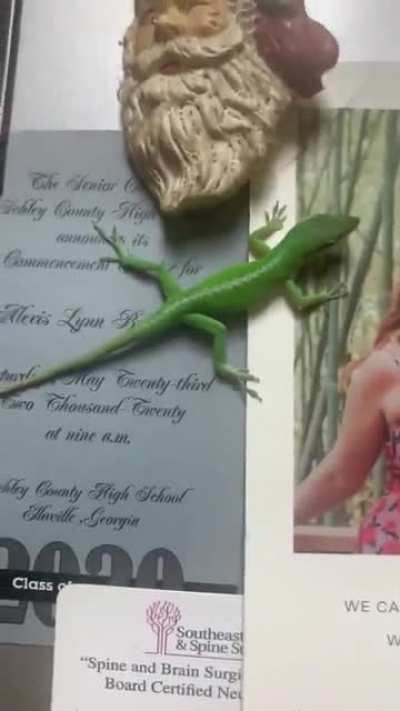 Adventures of a little lizard