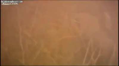Incredible First Person IED Blast Video (Afghanistan)