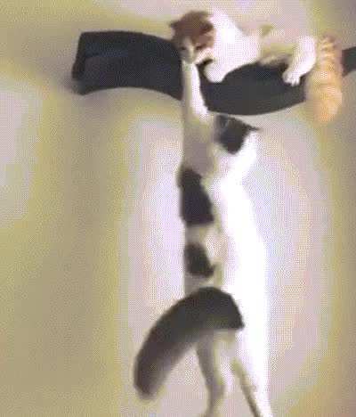 Scar! Help me, brother!