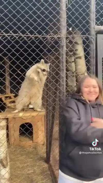 Milly Rockin Raccoon