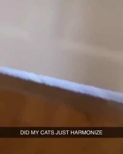meow_irl