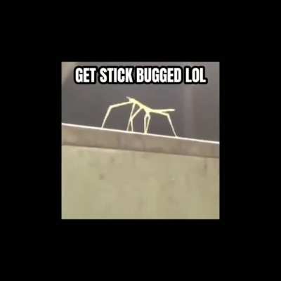 bugrolled