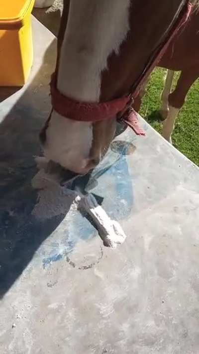 How to get your horse to take its vitamins