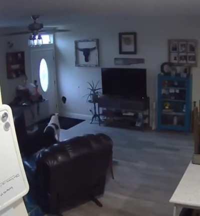 dogs who break through walls while playing are shocked when they realize what they have done