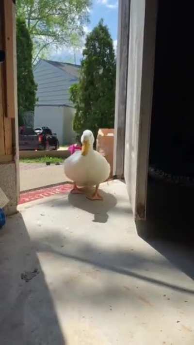 What the duck