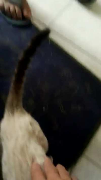 Meowww