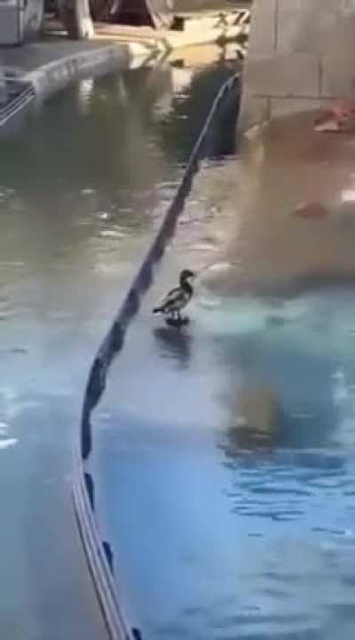 pato