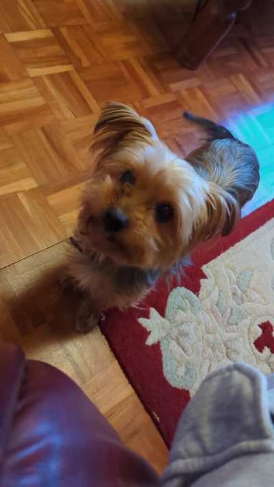 Oreo just doesn't do dog sounds
