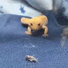 Wiggle, wiggle, wiggle... POUNCE!