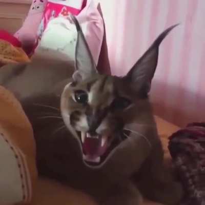 Floppa burping???!?!!