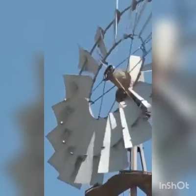 Bird nest goes spin