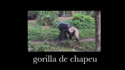 🦍golira
